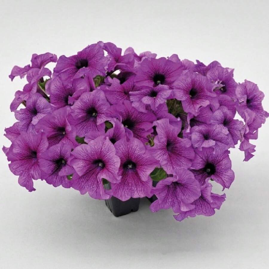 Petunia Success 360 Purple Vein 50 Potted Petunia Seeds Flower Seeds