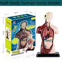1pc Human Body Structure Model, Cognitive Science Educational Intelligent Organ Assembly Skeleton