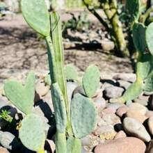 Nopales Prickly Pear Cactus - Spineless Thornless Edible - 2 Pads - Opuntia Ficus-Indica - Variant1 - View 4