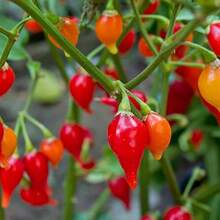 Gift 500pcs 100 Pcs Seeds GARDEN Premium Sweety Drop Peppers (Biquinho Peppers) Seeds, Nutritious, Unique, Sweet, Very Colorful, Vegetables Seeds For Home Garden - 100 Pcs Seeds - View 4