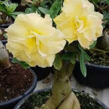 4 piezas de semillas de rosa del desierto amarilla Adenium Obesum, semillas de flores bonsái para plantar en el jardín del hogar