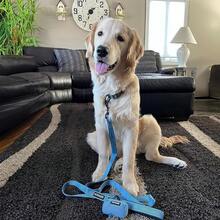 Pet Basic Dog Collars - Leash Collar Set (Baby Blue) - View 7
