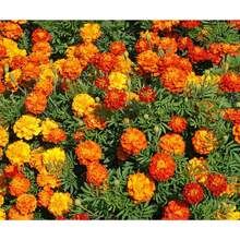 200 piezas de semillas de lirio francés genéticamente modificado - Flores coloridas, fáciles de cultivar, adecuadas para jardines exteriores, macetas y control natural de plagas - 200 - Ver 2