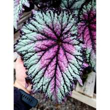 Flower Seeds For The Garden 100 Pieces Coleus Seeds Bonsai Seeds Versatile Flowers Indoor Cultivation Plants Planting Home Tree Supplies