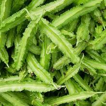 30+ Winged Bean Seeds,Seeds For Planting, Perennial Heirloom Non Genetically Modified Seeds, Suitable For Home Gardening And Courtyard Planting - 20PCS - View 2