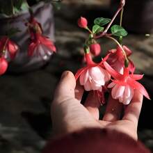 100seeds/Pack  Lantern Flower Seeds For Planting -Dicentra Spectabilis - 10seeds/Pack - View 5