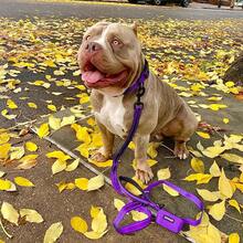 Pet Basic Dog Collars - Leash Collar Set (Purple) - View 7