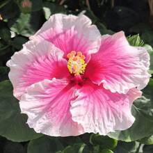 30+ Hibiscus Seeds For Planting - Colorful Perennial Flower Seeds For Home Garden Cultivation