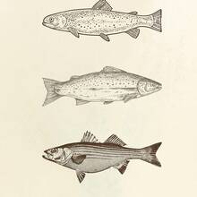 1 件/套中性复古鱼类海报，每日捕捞艺术印刷品，米色简约海鱼墙饰，渔夫美学墙饰，沿海厨房墙饰，鱼类爱好者的海鲜海报，无框架