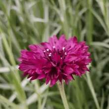 1000 Samen, Mehrpunkt-Pflanze (Bachelor's Button) Gartenblumensamen gemischter Beutel, geeignet zum Pflanzen