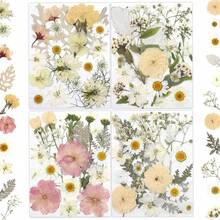 80 Pcs Dried Flowers Crafts, Real Natural Dried Pressed Flowers In Soft Yellow, White & Pink Tones Resin, Art, Jewelry, Candle & Soap Making – Tweezers Included - Đồng 100 xu lớn màu hồng và cam - Xem 9