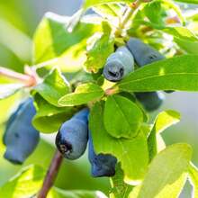 Semillas de Honeyberry y Blueberry para Plantar Plantas de Blue Honeyberry Haskap, Semillas de Inicio de Honeyberry y Blueberry Haskap Dulces, Arbusto de Honeyberry Haskap para Plantar en Jardín Exterior - 100 piezas - Ver 6