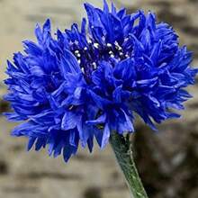 1000 Samen, Mehrpunkt-Pflanze (Bachelor's Button) Gartenblumensamen gemischter Beutel, geeignet zum Pflanzen