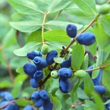 Semillas de Honeyberry y Blueberry para Plantar Plantas de Blue Honeyberry Haskap, Semillas de Inicio de Honeyberry y Blueberry Haskap Dulces, Arbusto de Honeyberry Haskap para Plantar en Jardín Exterior - 100 piezas - Ver 2