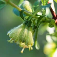 Semillas de Honeyberry y Blueberry para Plantar Plantas de Blue Honeyberry Haskap, Semillas de Inicio de Honeyberry y Blueberry Haskap Dulces, Arbusto de Honeyberry Haskap para Plantar en Jardín Exterior - 100 piezas - Ver 4