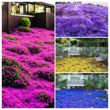 10.000 Kriechender Thymian Samen - Thymus Serpyllum Bodendecker Für Garten & Beete