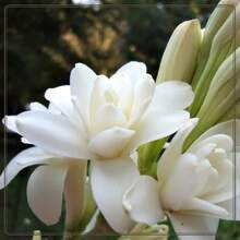 238 piezas de bulbos de flor de tuberosa blanca fragante de doble perla adecuados para cultivo en interiores o exteriores - 238 - Ver 4