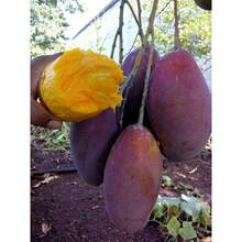 500 piezas Semillas de Mango Evan Mangifera Indica Variante Semillas Evan - 500 - Ver 4