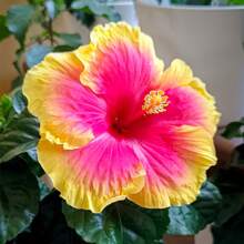 30+ Hibiscus Seeds For Planting - Colorful Perennial Flower Seeds For Home Garden Cultivation