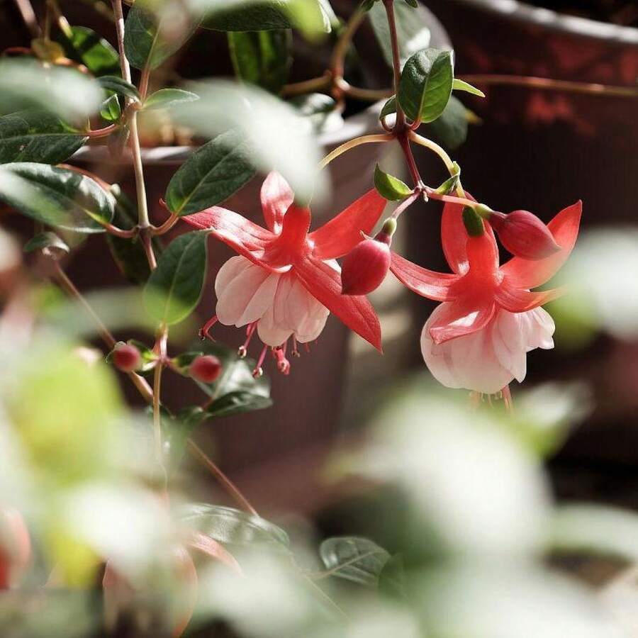 100seeds/Pack  Lantern Flower Seeds For Planting -Dicentra Spectabilis - 10seeds/Pack - View 1