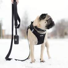 Pet Basic Dog Collars - Leash (Black) - View 4