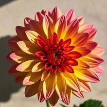 piezas de semillas de dalias de variedad mixta, decoración de jardín plantada, flores al aire libre, plantas, cultivo de frutas y verduras, adecuado para amantes de las plantas como regalo de la naturaleza. - 100 semillas - Ver 4