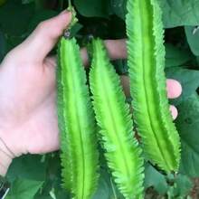 30+ Winged Bean Seeds,Seeds For Planting, Perennial Heirloom Non Genetically Modified Seeds, Suitable For Home Gardening And Courtyard Planting - 20PCS - View 4