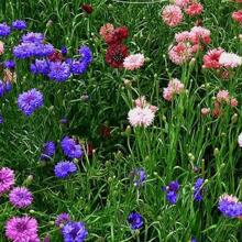 1000 Samen, Mehrpunkt-Pflanze (Bachelor's Button) Gartenblumensamen gemischter Beutel, geeignet zum Pflanzen