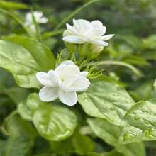 100 Pieces Night Herbs Jasmine Plant Night Queen Night Herbs Jessamine Cestrum - Eye-Catching Perennial Evergreen Bush - Attracts Pollinators