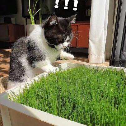 200 Cat Grass For Sowing, Wheat Grass Seeds For Herbal Seeds, Indoor Or Outdoor Planting, Traditional Varieties, Non-GMO