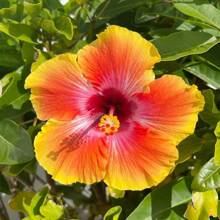 30+ Hibiscus Seeds For Planting - Colorful Perennial Flower Seeds For Home Garden Cultivation