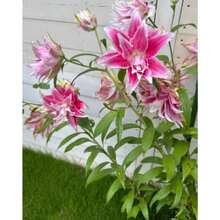 145 Pieces Of Double Peony Seeds, Seasonal Bloom, Flower Seeds, Fruit Plant Seeds, Vegetable Seeds, Potted Plant Seeds, For Planting, Attracting Bees, Butterflies, Hummingbirds, And Pollinators, Easy To Plant And Maintain