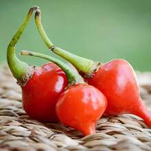 Gift 500pcs 100 Pcs Seeds GARDEN Premium Sweety Drop Peppers (Biquinho Peppers) Seeds, Nutritious, Unique, Sweet, Very Colorful, Vegetables Seeds For Home Garden - 100 Pcs Seeds - View 2