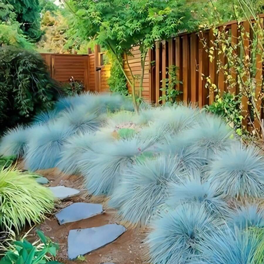 100pcs Blue Fescue Ornamental Grass Seed Bundle - 100 PCS - View 1