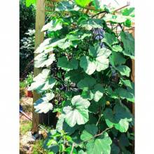 500 Pieces Pumpkin Seeds, Winter Pumpkin Hokkori Pumpkin, Japanese Pumpkin Seeds