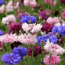 1000 Samen, Mehrpunkt-Pflanze (Bachelor's Button) Gartenblumensamen gemischter Beutel, geeignet zum Pflanzen
