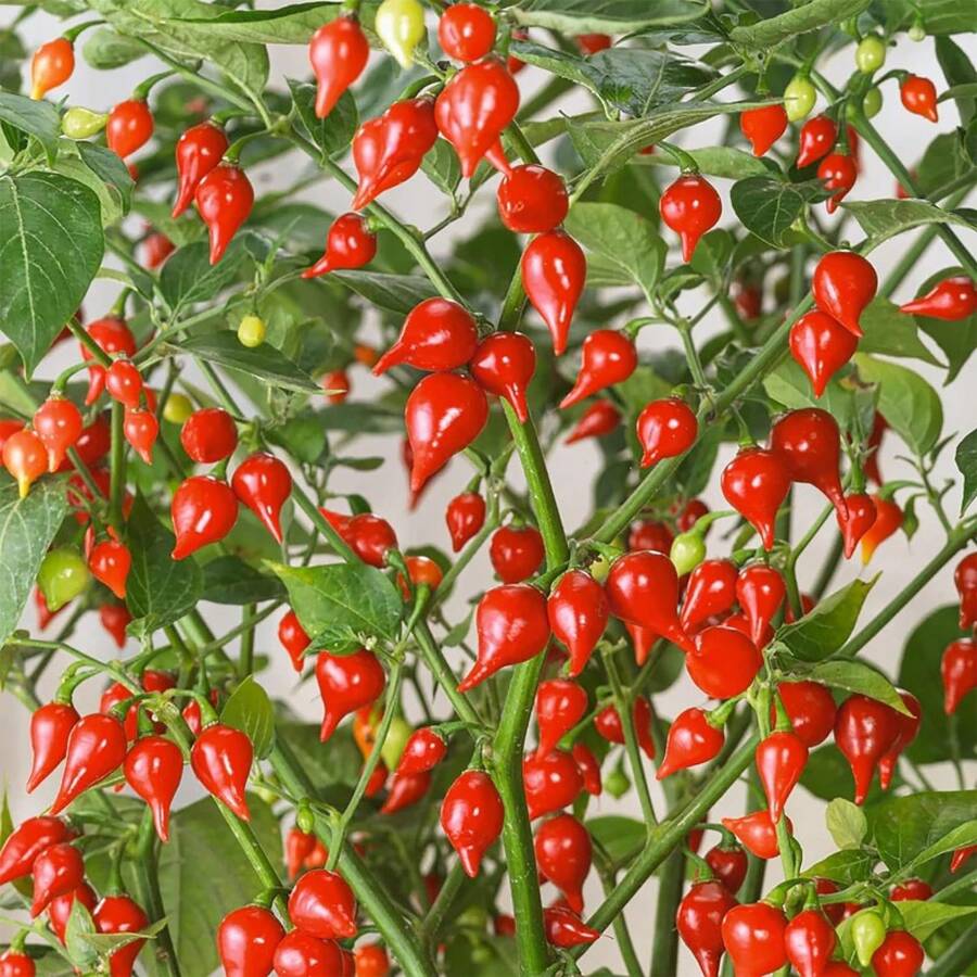 Gift 500pcs 100 Pcs Seeds GARDEN Premium Sweety Drop Peppers (Biquinho Peppers) Seeds, Nutritious, Unique, Sweet, Very Colorful, Vegetables Seeds For Home Garden - 100 Pcs Seeds - View 1
