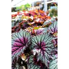 Flower Seeds For The Garden 100 Pieces Coleus Seeds Bonsai Seeds Versatile Flowers Indoor Cultivation Plants Planting Home Tree Supplies