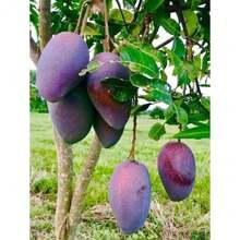 500 piezas Semillas de Mango Evan Mangifera Indica Variante Semillas Evan - 500 - Ver 2
