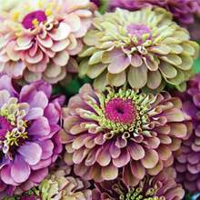 290 Pieces Of Star Red Zinnia Seeds - Bright Red Flowers - Long-Lasting Annual - Non-GMO, Ideal For Garden Beds, Edgings, And Containers