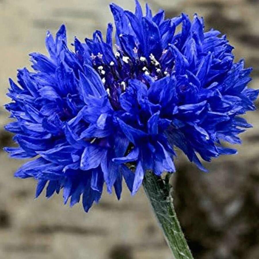 1000 Samen, Mehrpunkt-Pflanze (Bachelor's Button) Gartenblumensamen gemischter Beutel, geeignet zum Pflanzen