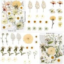 80 Pcs Dried Flowers Crafts, Real Natural Dried Pressed Flowers In Soft Yellow, White & Pink Tones Resin, Art, Jewelry, Candle & Soap Making – Tweezers Included - Đồng 100 xu lớn màu hồng và cam - Xem 4