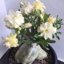 4 piezas de semillas de rosa del desierto amarilla Adenium Obesum, semillas de flores bonsái para plantar en el jardín del hogar