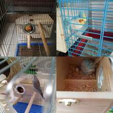 Natural Pine Wood Bird Nesting Box Parakeets, Lovebirds, And Other Small Birds ( Size) - M - View 7