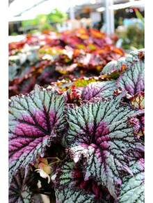 Flower Seeds For The Garden 100 Pieces Coleus Seeds Bonsai Seeds Versatile Flowers Indoor Cultivation Plants Planting Home Tree Supplies