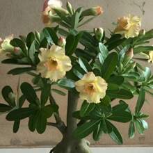 4 piezas de semillas de rosa del desierto amarilla Adenium Obesum, semillas de flores bonsái para plantar en el jardín del hogar