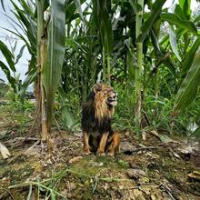 (2D Flat) 1pc 30cm/11.81in Realistic Animal Style Garden Decor Stakes, Lion - Garden Lawn Stake Decor, Garden, Yard, Farm, Outdoor Decor, Housewarming Gift, Home Decor, Bonsai Decor