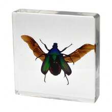 1pc Large Size (4.8cm/7.5cm) Transparent Spread Wings Butterfly, Spider, Butterfly, Giant Centipede Series Model. Insect Specimen, Permanent Preservation Animal Model Crafts, Real Nature Insect Butterfly Resin Specimen Bookend, Transparent Acrylic Square Plant And Animal Insect Model Decorative Craft (Crystal Crafts Are Fragile, Beware Of Bumps) - Multicolor - View 7