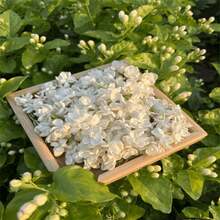 100 Pieces Night Herbs Jasmine Plant Night Queen Night Herbs Jessamine Cestrum - Eye-Catching Perennial Evergreen Bush - Attracts Pollinators