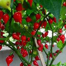 Gift 500pcs 100 Pcs Seeds GARDEN Premium Sweety Drop Peppers (Biquinho Peppers) Seeds, Nutritious, Unique, Sweet, Very Colorful, Vegetables Seeds For Home Garden - 100 Pcs Seeds - View 3